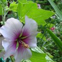 Lavatera maritima fleur